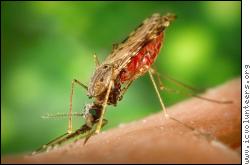 Un Anopheles albimanus se nourrissant de sang sur un bras humain. Ce moustique est un vecteur du paludisme. Source: Public Image Library of CDC: http://phil.cdc.gov/phil/home.asp